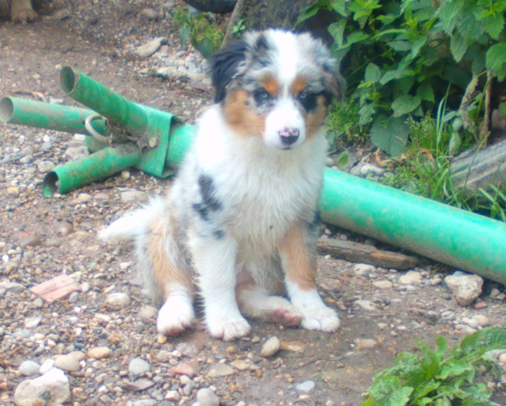 chiot Berger Américain Miniature  Matata des Dunes