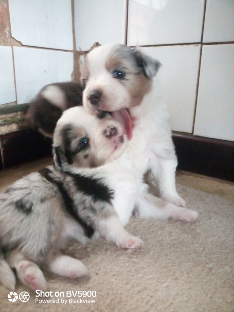 chiot Berger Américain Miniature  Matata des Dunes