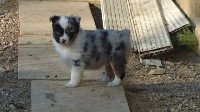 PEPPER BLUE femelle bleue merle