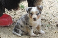 RIO de Janeiro  bleu merle 2