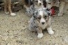 ROCKY bleu merle 1