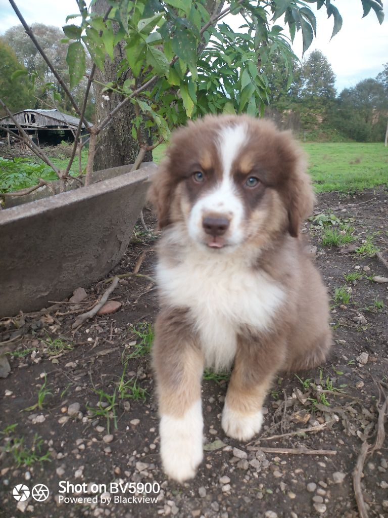 chiot Berger Américain Miniature  Matata des Dunes