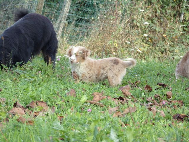 chiot Berger Américain Miniature  Matata des Dunes