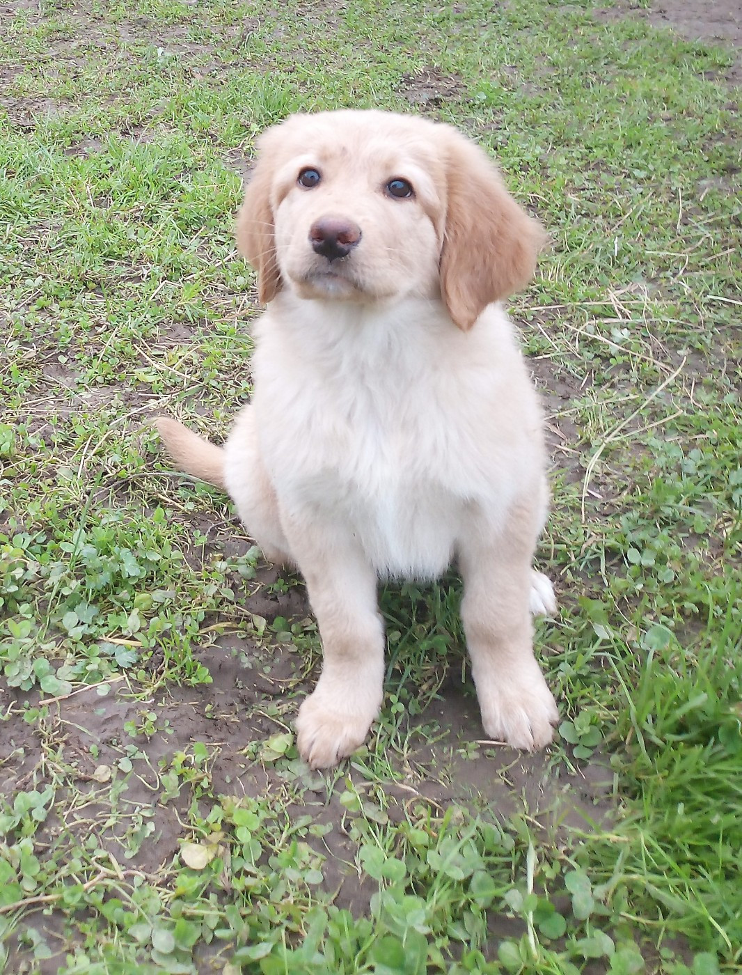 V'XIAM Des leus altiers