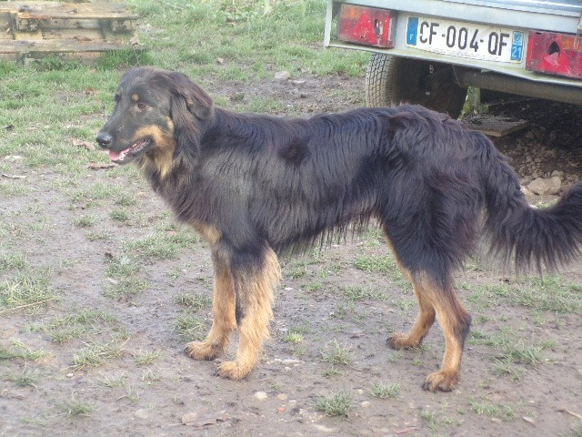 LAURA STELLAR vom hof aniri