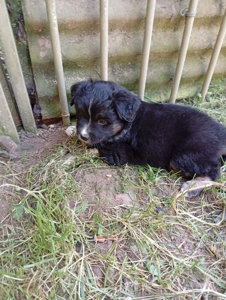 Matata des Dunes - Chiots disponibles - Berger Américain Miniature 