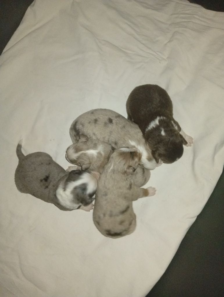 Chiot Berger Américain Miniature  Matata des Dunes