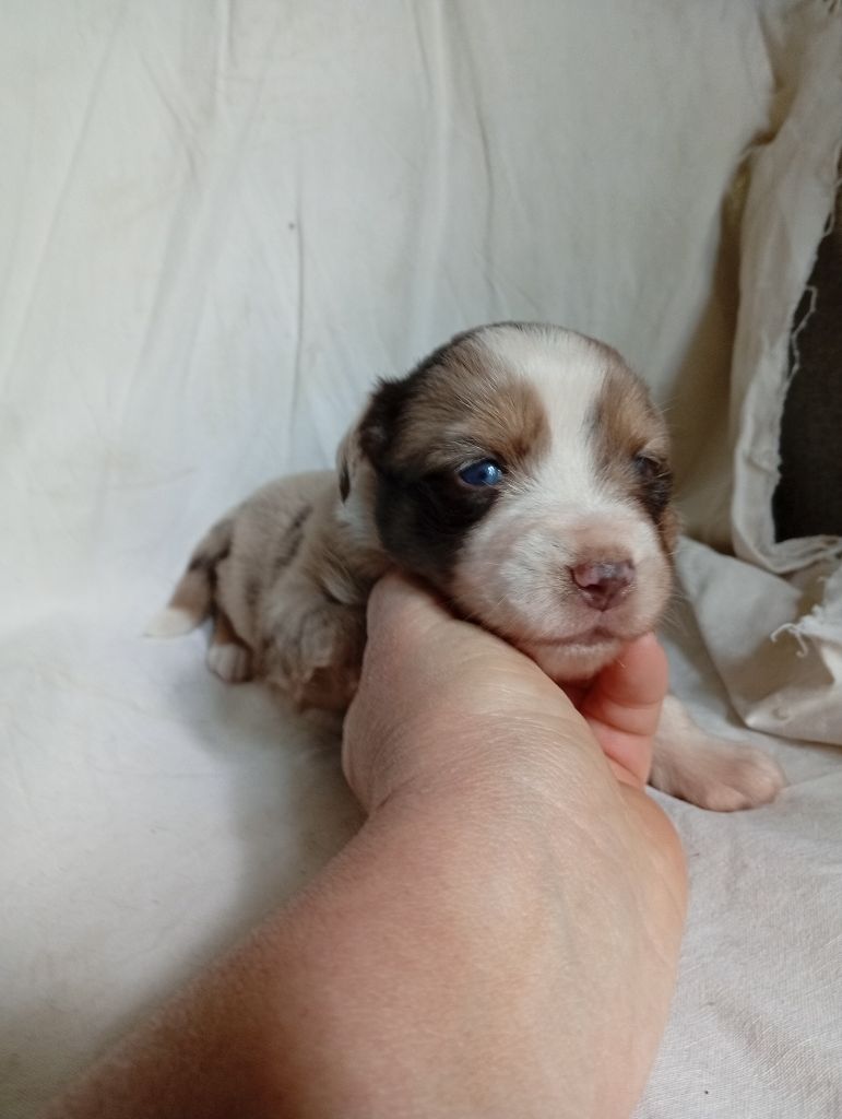 Matata des Dunes - Chiots disponibles - Berger Américain Miniature 