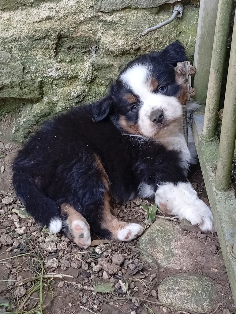 Matata des Dunes - Chiots disponibles - Berger Américain Miniature 