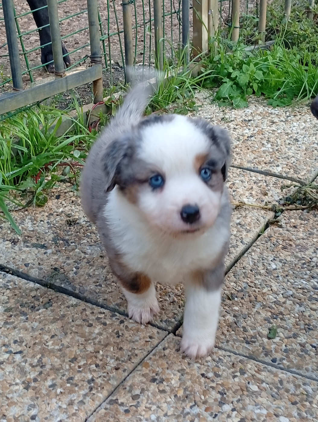 Matata des Dunes - Chiots disponibles - Berger Américain Miniature 