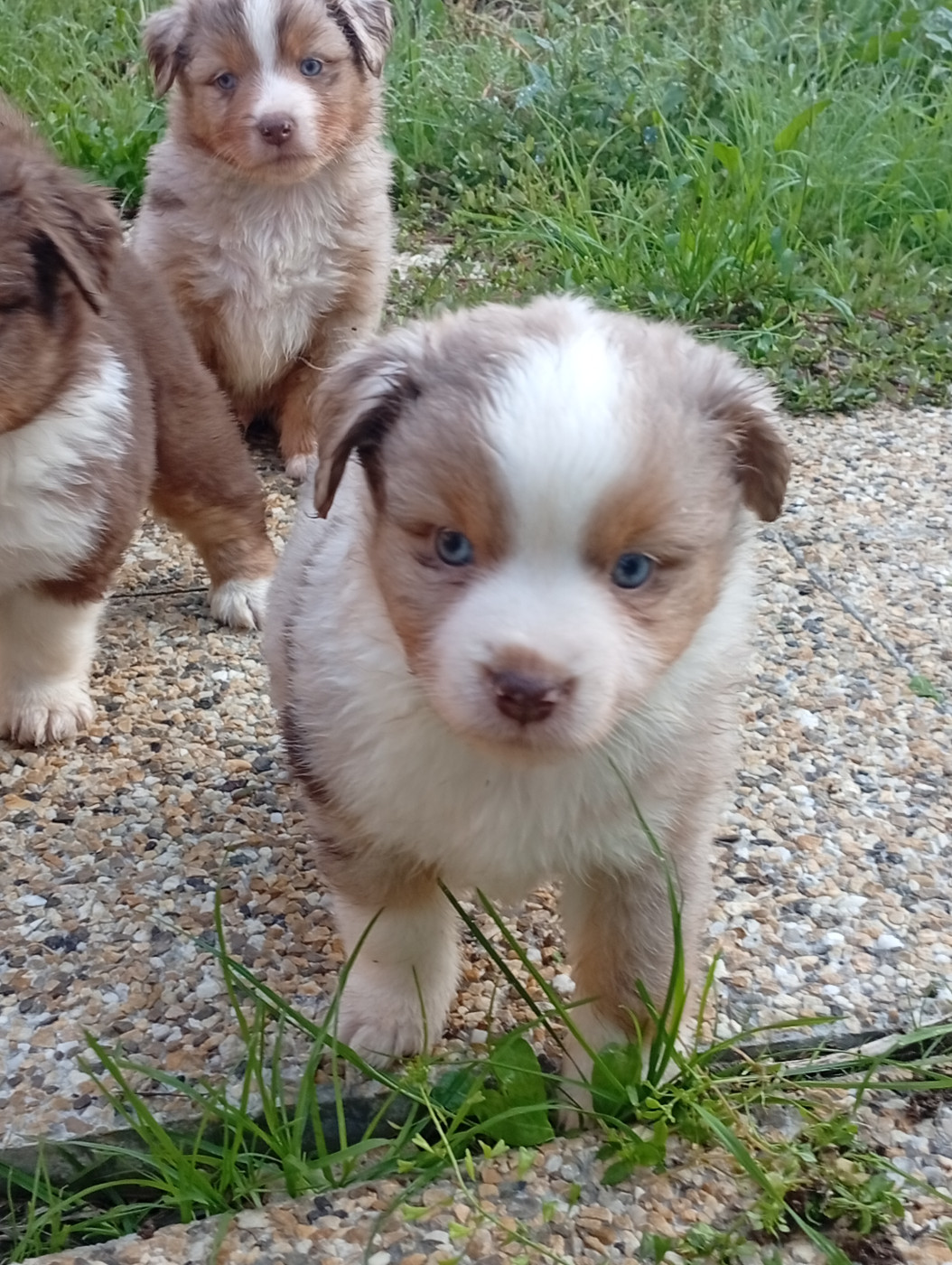 Matata des Dunes - Chiots disponibles - Berger Américain Miniature 