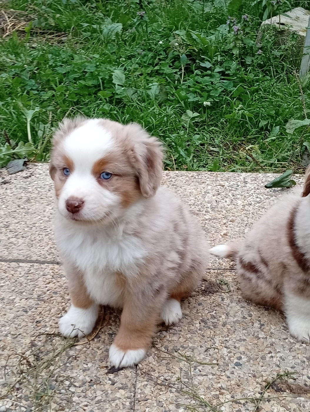 Matata des Dunes - Berger Américain Miniature  - Portée née le 15/08/2025