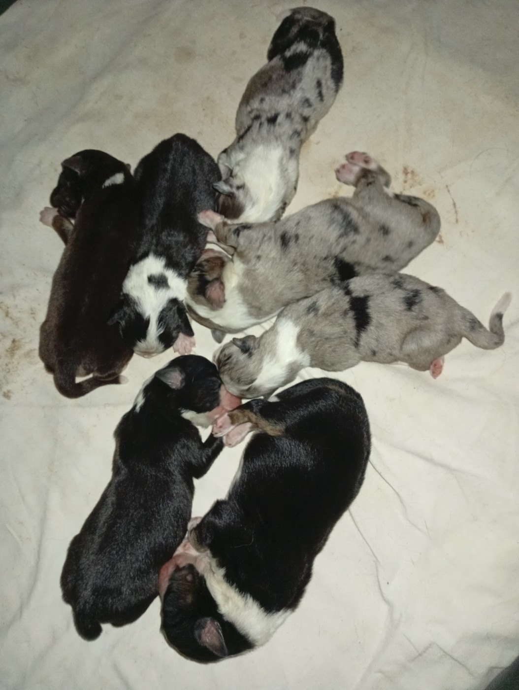 Matata des Dunes - Berger Américain Miniature  - Portée née le 15/10/2025