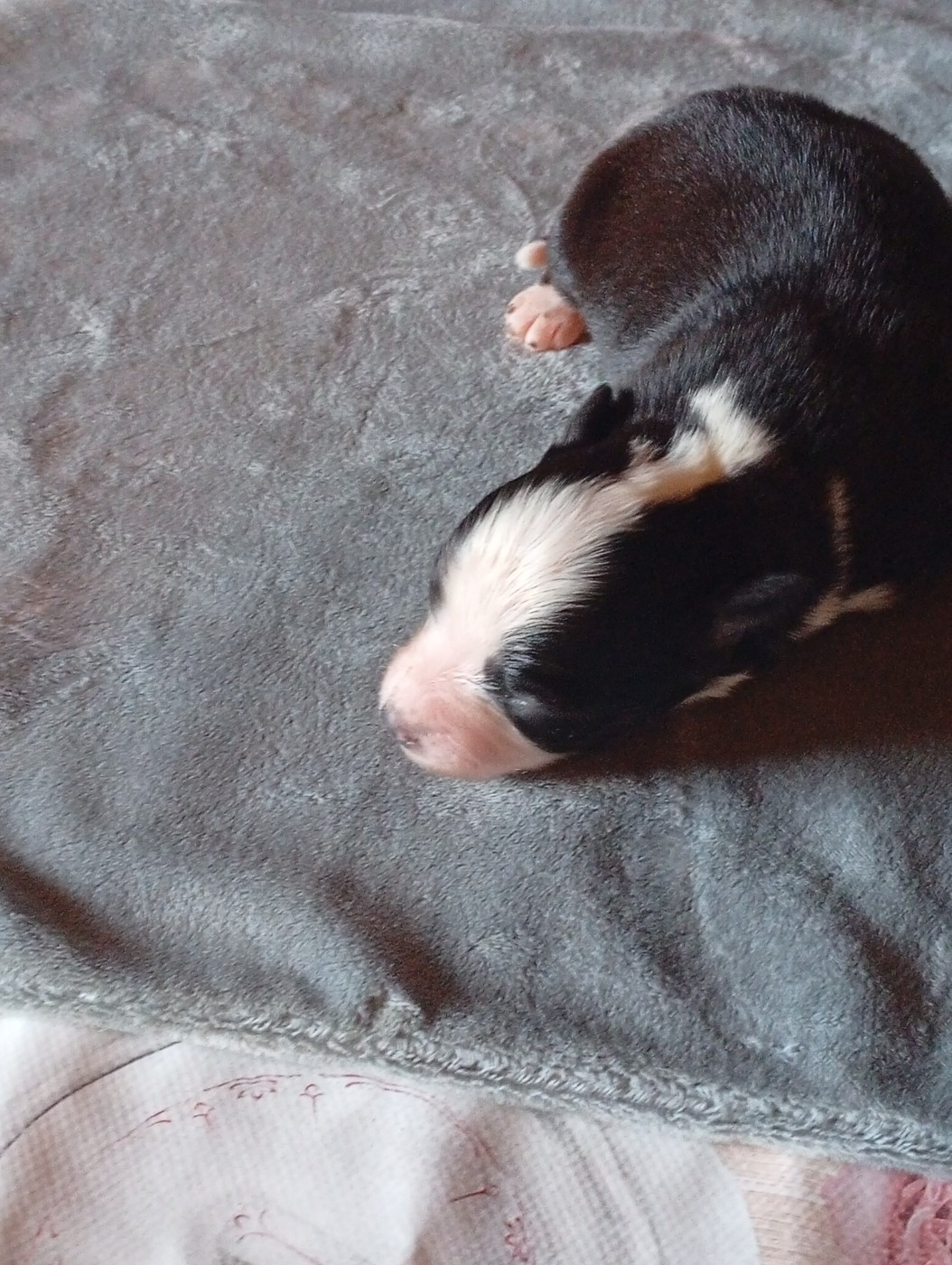 Matata des Dunes - Chiots disponibles - Berger Américain Miniature 