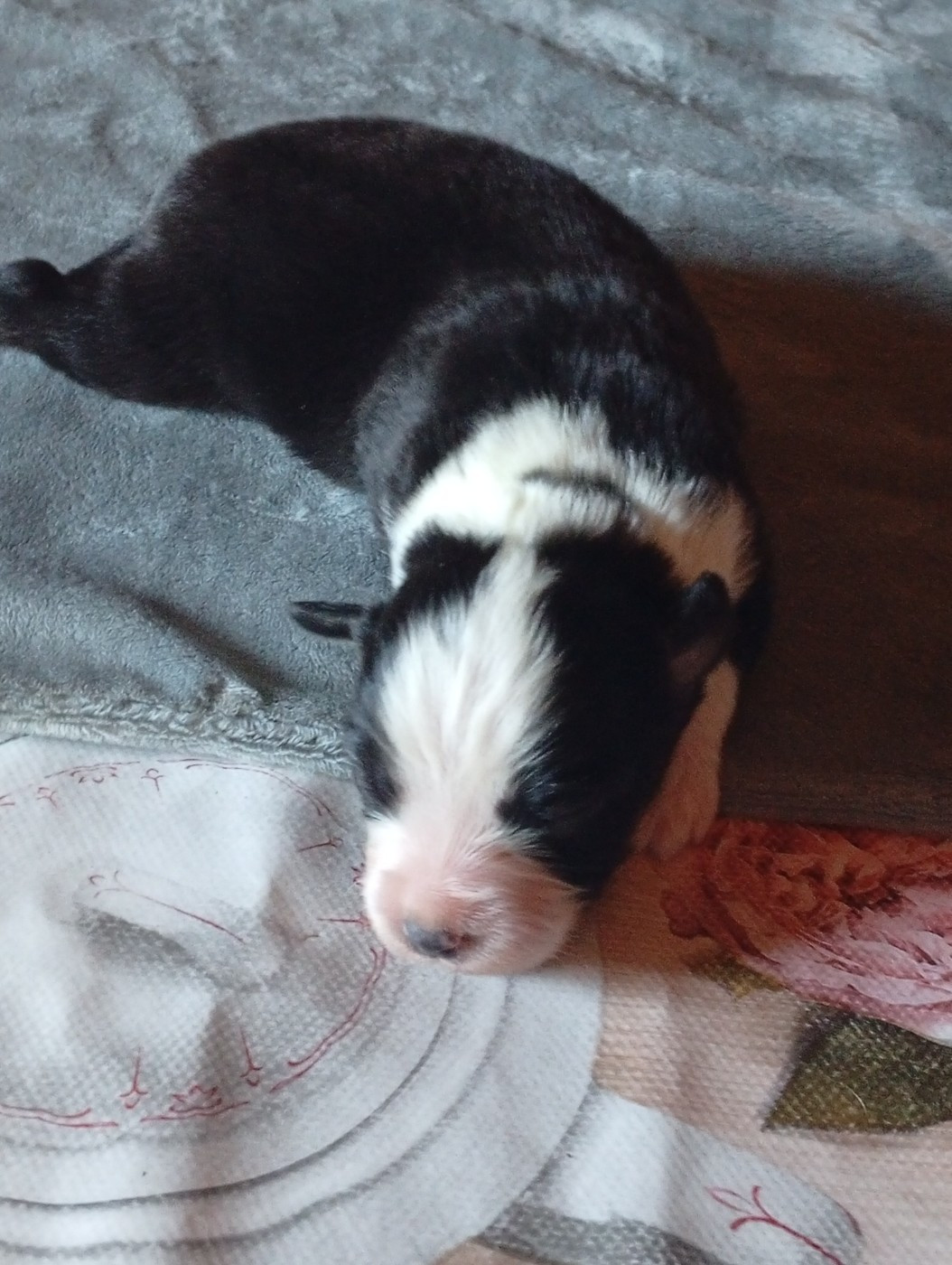 Matata des Dunes - Chiots disponibles - Berger Américain Miniature 