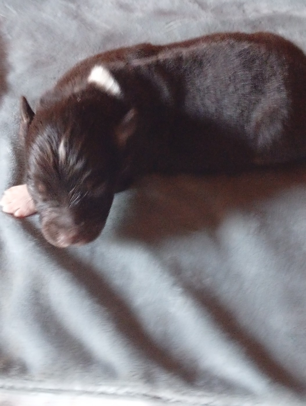 Matata des Dunes - Chiots disponibles - Berger Américain Miniature 