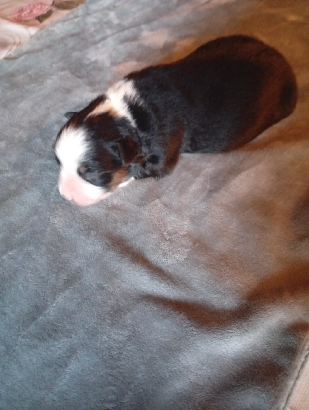 Matata des Dunes - Chiots disponibles - Berger Américain Miniature 