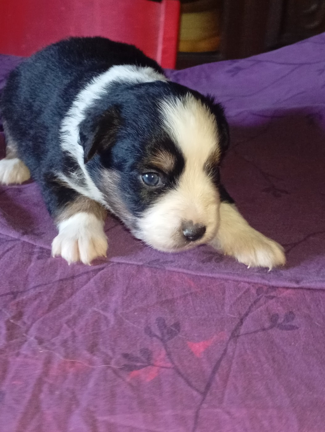 Matata des Dunes - Chiots disponibles - Berger Américain Miniature 