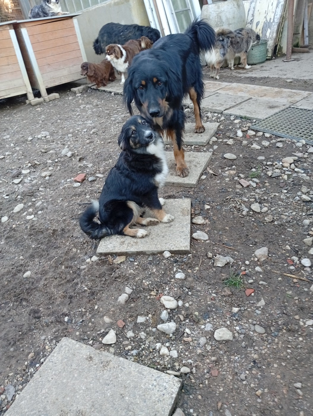 Matata des Dunes - Chiots disponibles - Berger Américain Miniature 