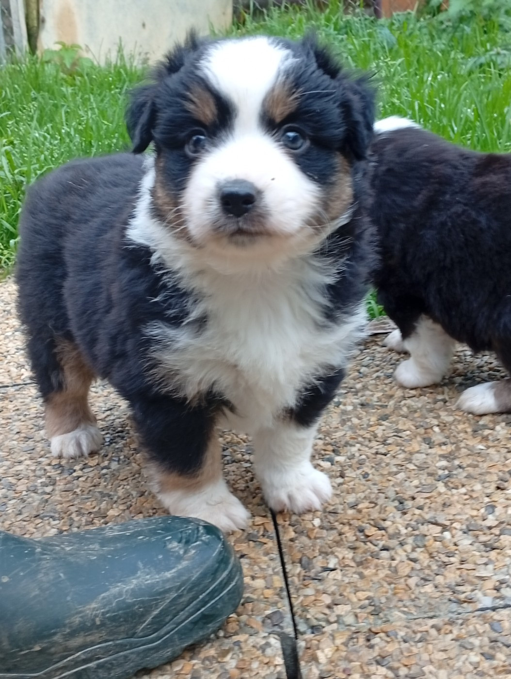 Matata des Dunes - Chiots disponibles - Berger Américain Miniature 