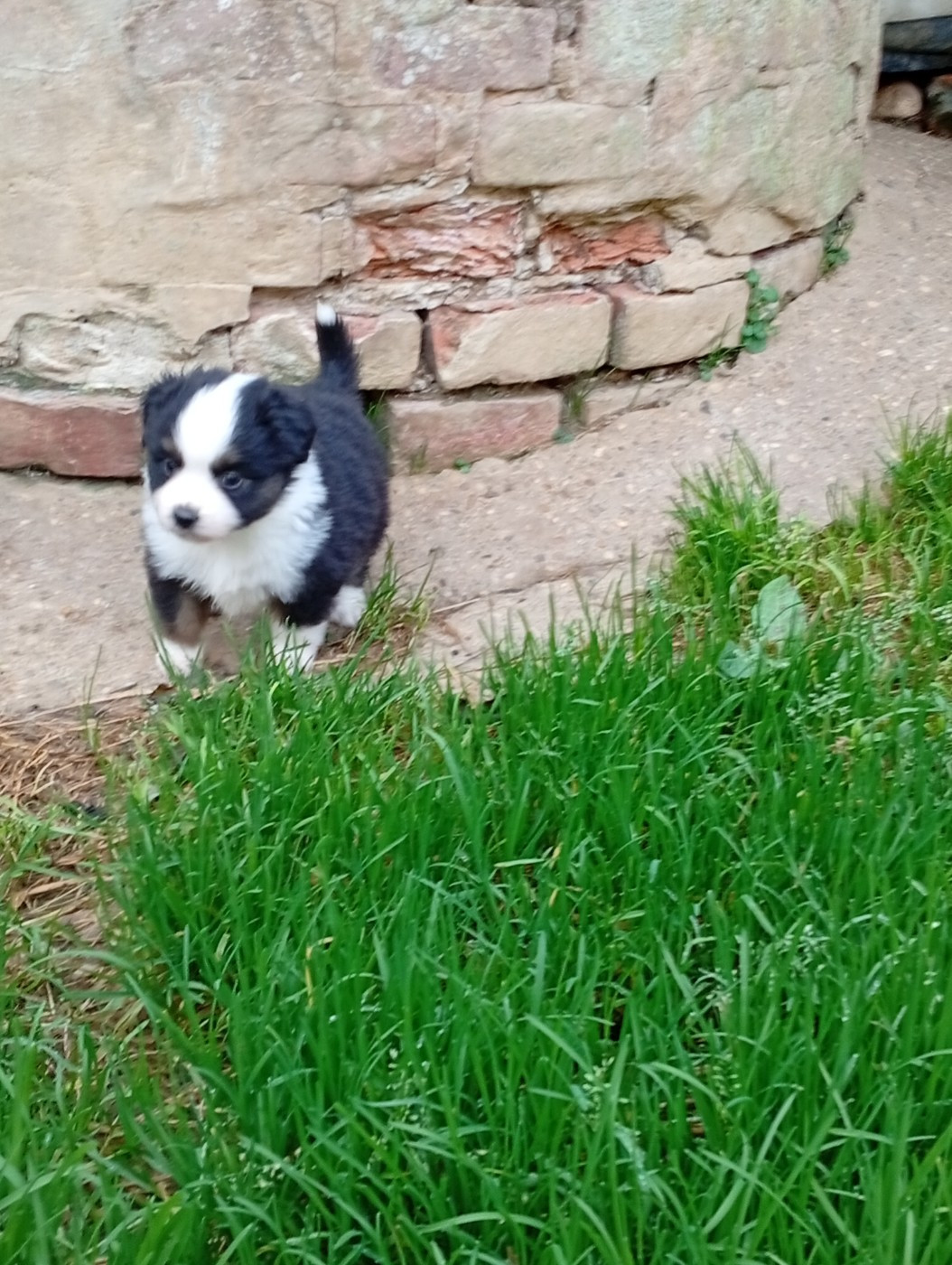 Matata des Dunes - Chiots disponibles - Berger Américain Miniature 