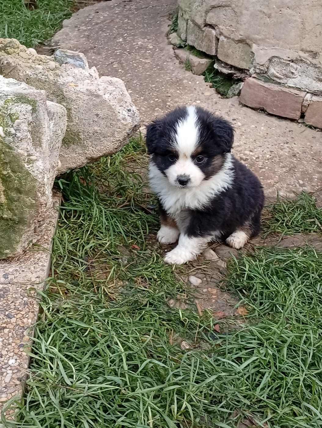 Matata des Dunes - Chiots disponibles - Berger Américain Miniature 