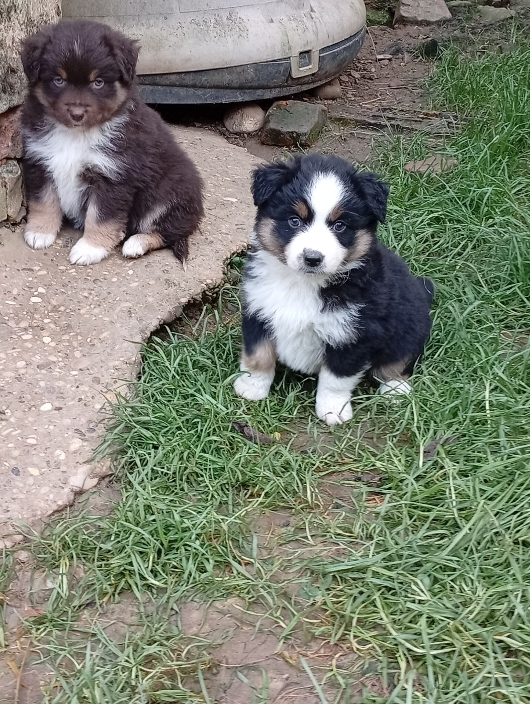 Matata des Dunes - Chiots disponibles - Berger Américain Miniature 