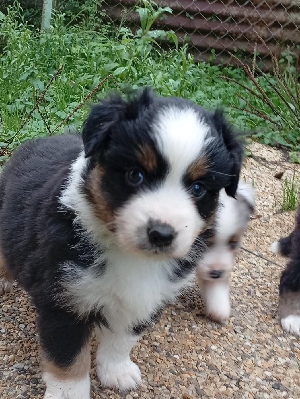 Matata des Dunes - Chiots disponibles - Berger Américain Miniature 