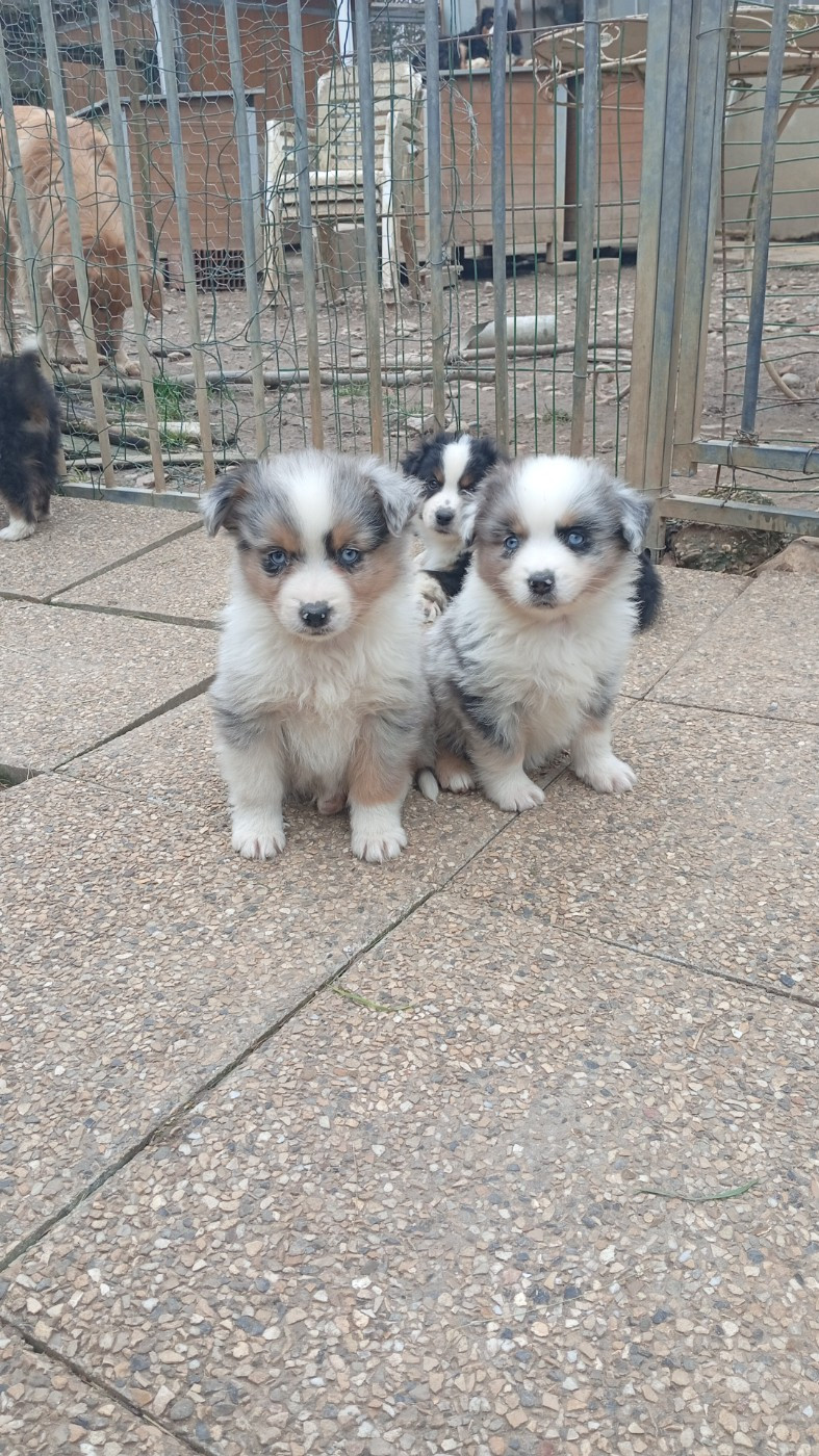 Matata des Dunes - Berger Américain Miniature  - Portée née le 15/10/2025