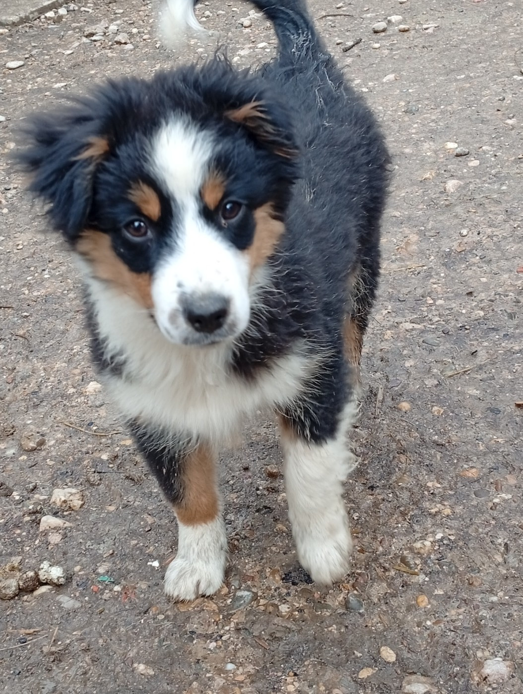Matata des Dunes - Berger Américain Miniature  - Portée née le 15/10/2025