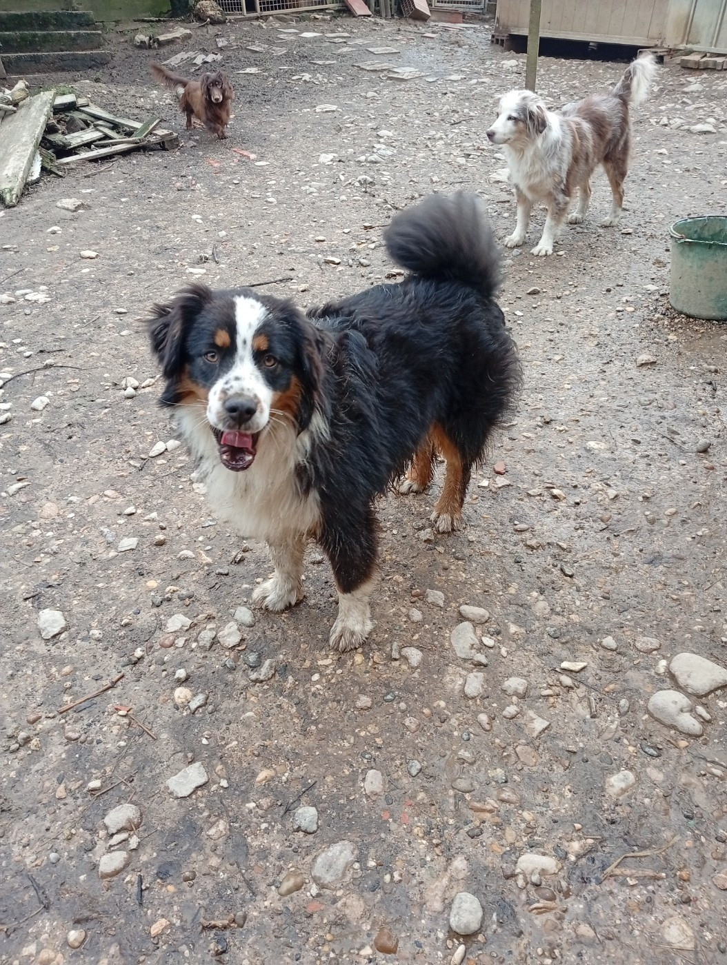 Matata des Dunes - Berger Américain Miniature  - Portée née le 02/05/2025