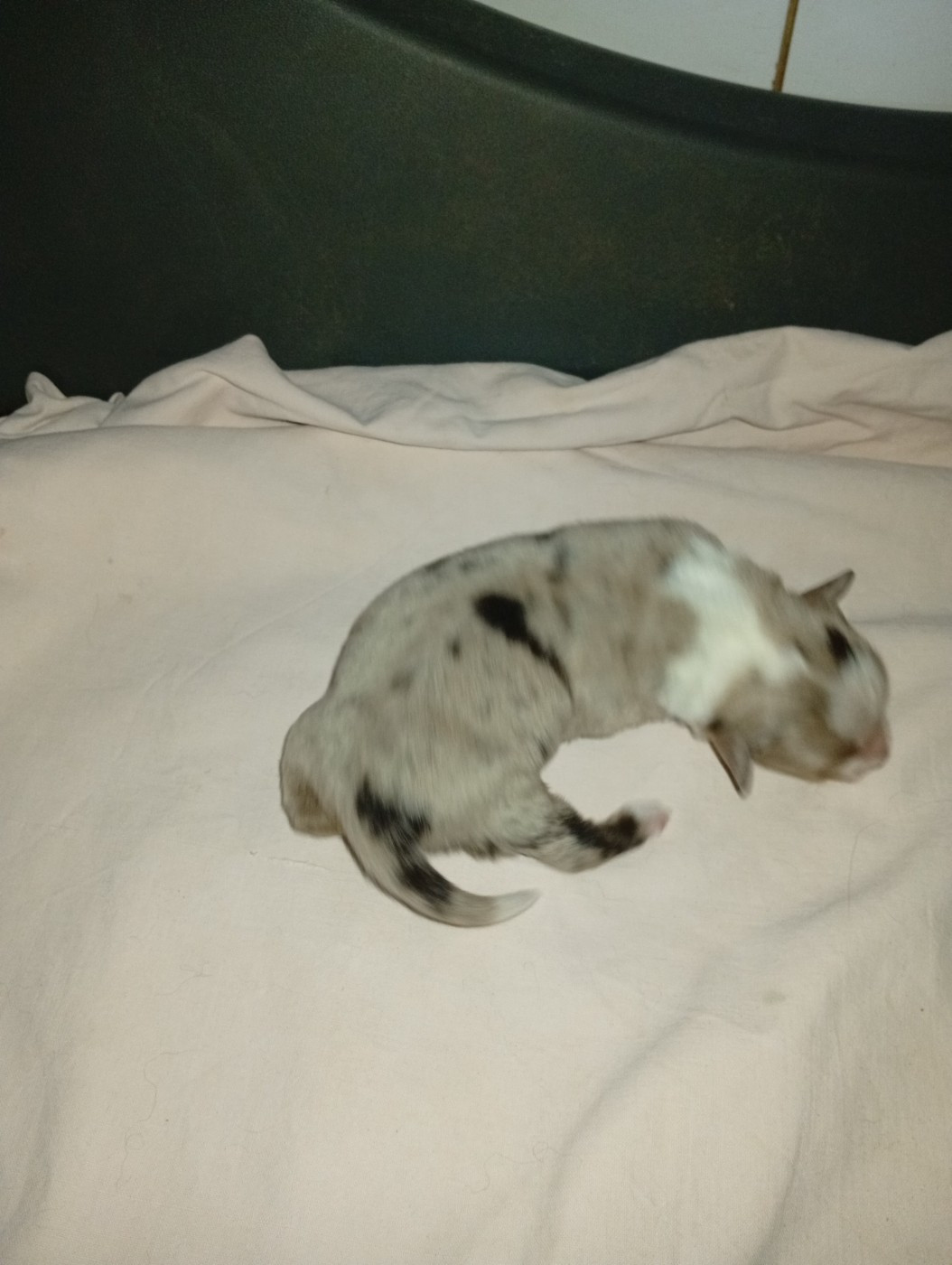 Matata des Dunes - Chiots disponibles - Berger Américain Miniature 