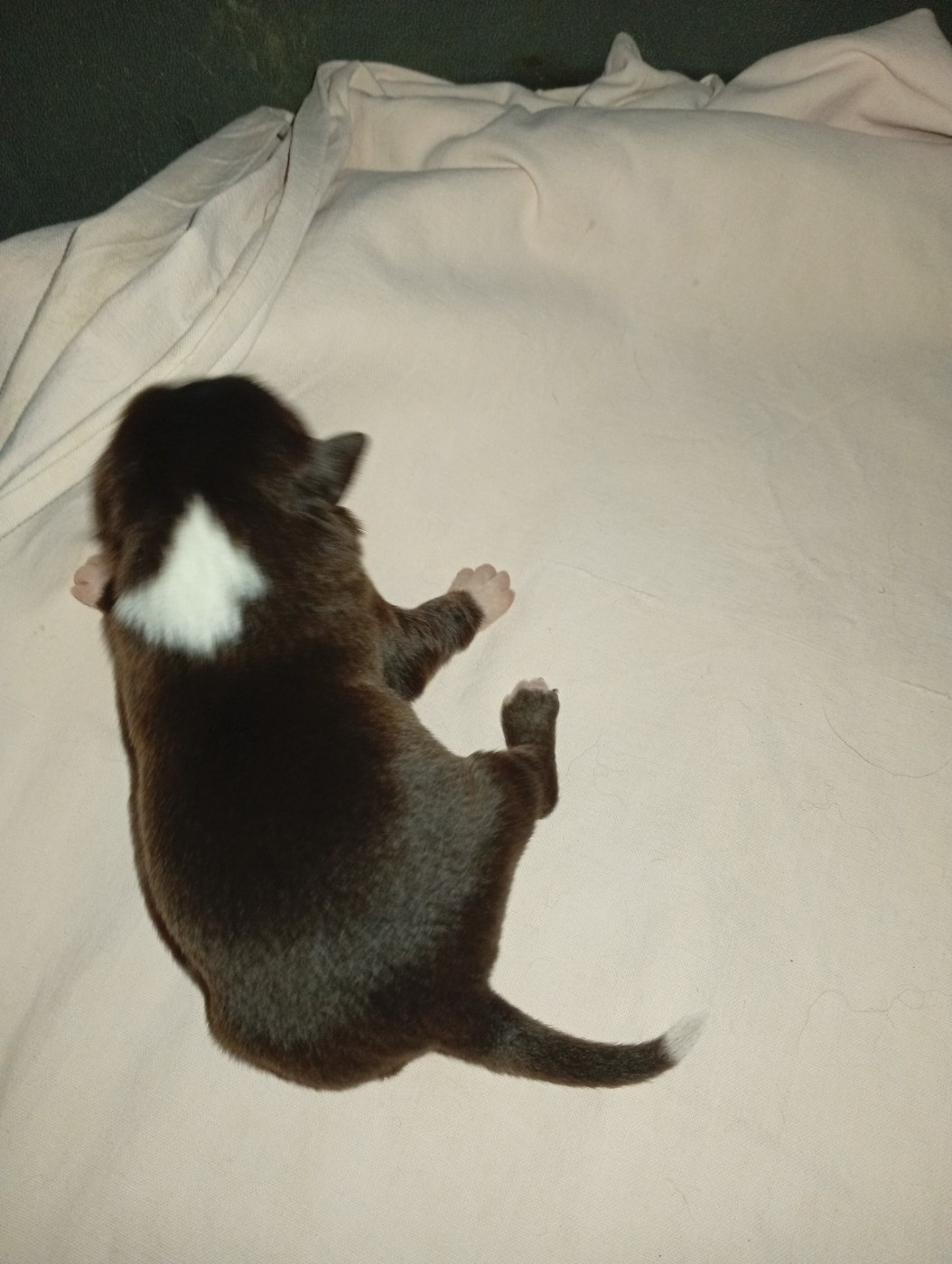 Matata des Dunes - Chiots disponibles - Berger Américain Miniature 