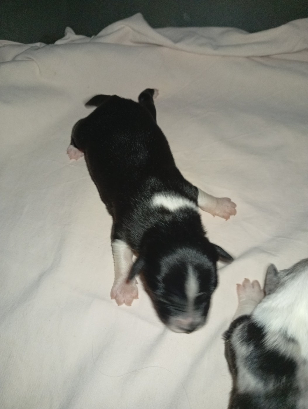 Matata des Dunes - Chiots disponibles - Berger Américain Miniature 