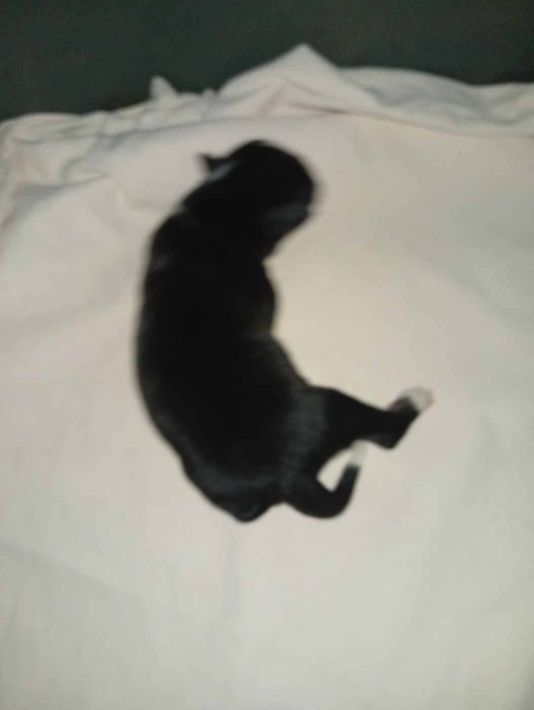 Matata des Dunes - Chiots disponibles - Berger Américain Miniature 