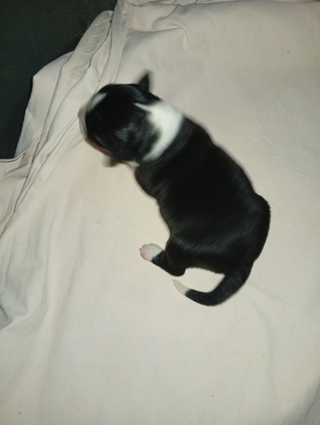 Matata des Dunes - Chiots disponibles - Berger Américain Miniature 