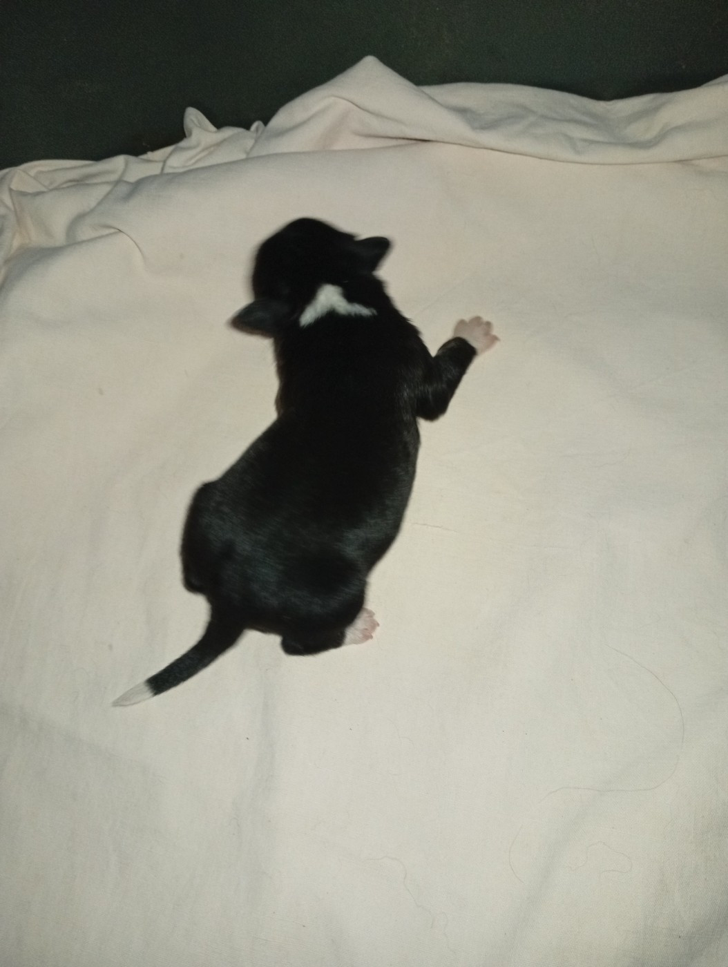 Matata des Dunes - Chiots disponibles - Berger Américain Miniature 