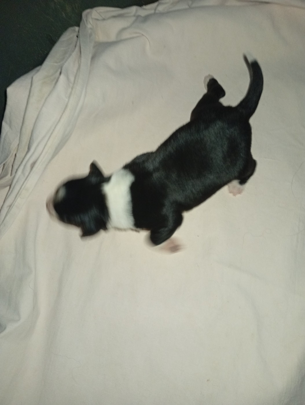 Matata des Dunes - Chiots disponibles - Berger Américain Miniature 