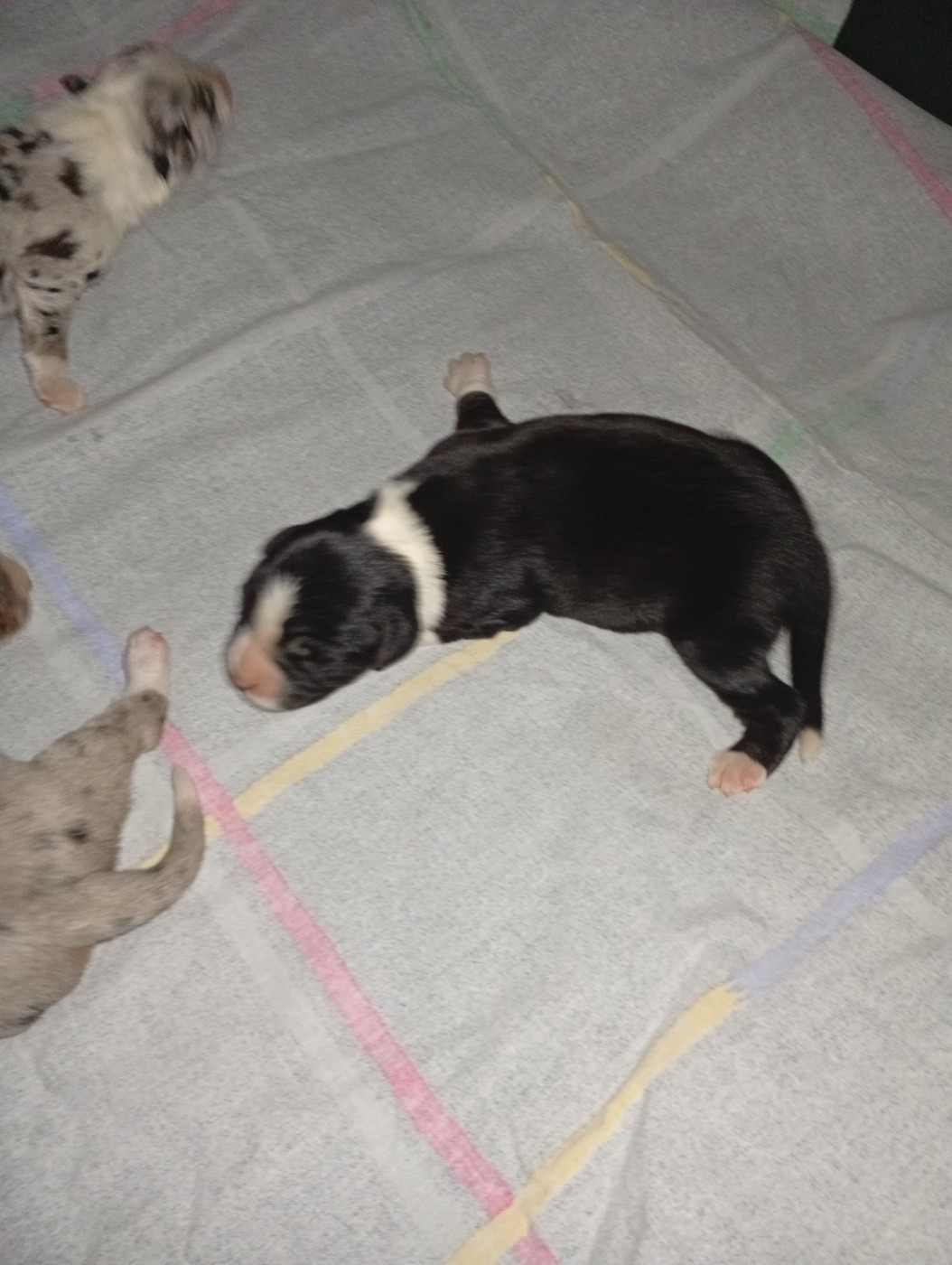 Matata des Dunes - Chiots disponibles - Berger Américain Miniature 