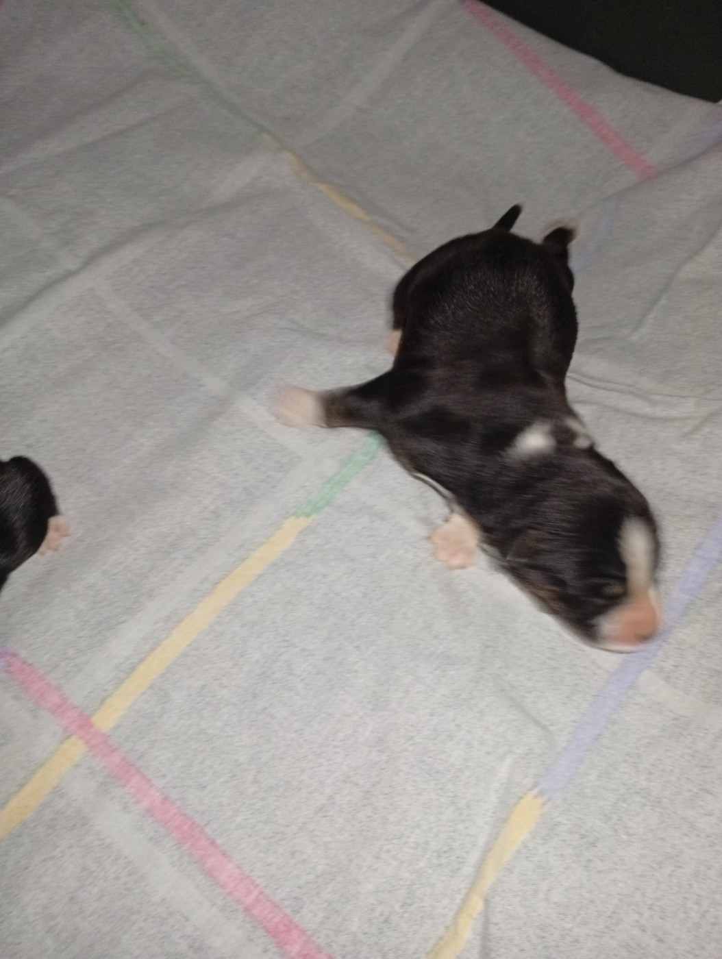 Matata des Dunes - Chiots disponibles - Berger Américain Miniature 