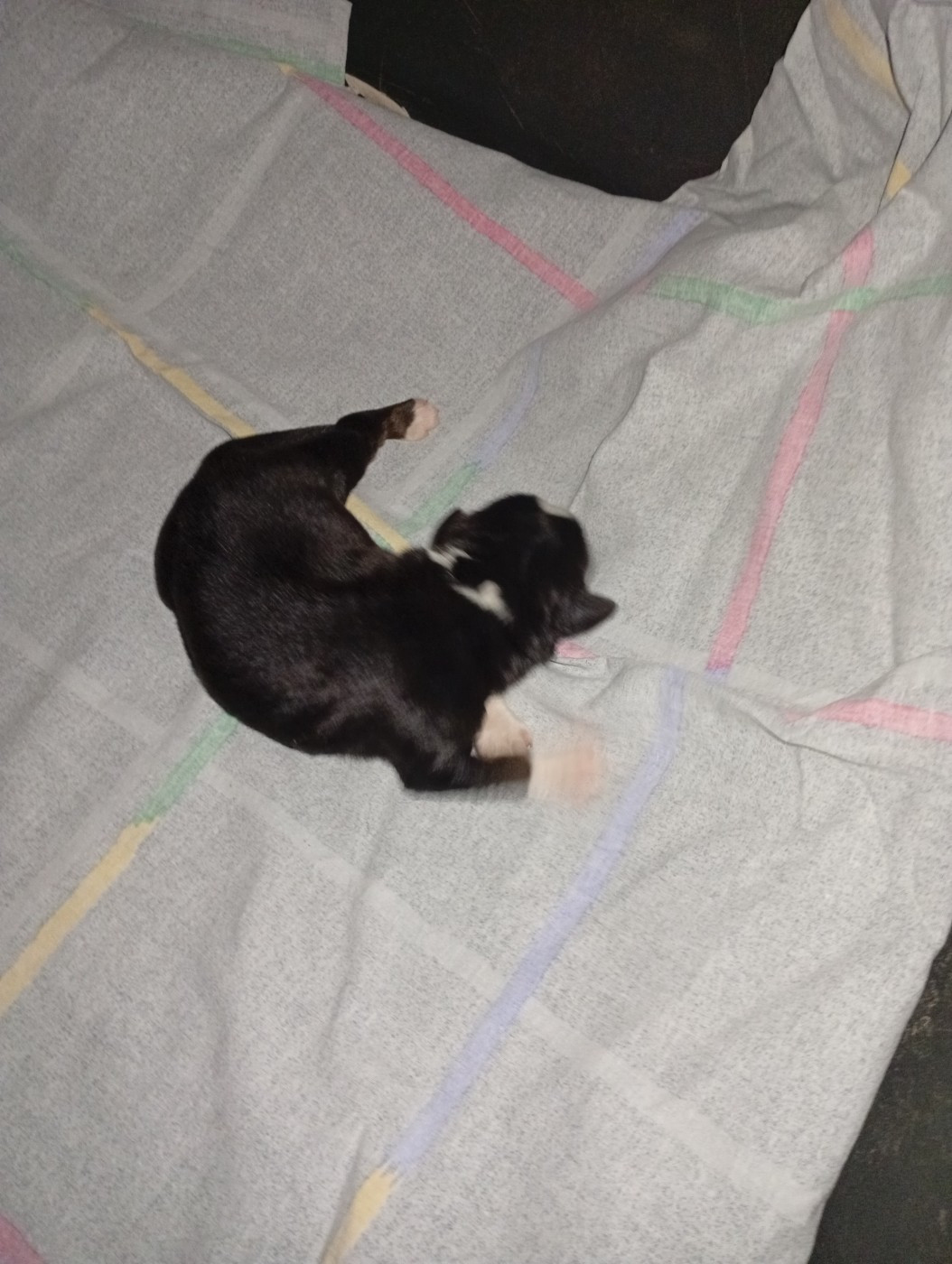 Matata des Dunes - Chiots disponibles - Berger Américain Miniature 