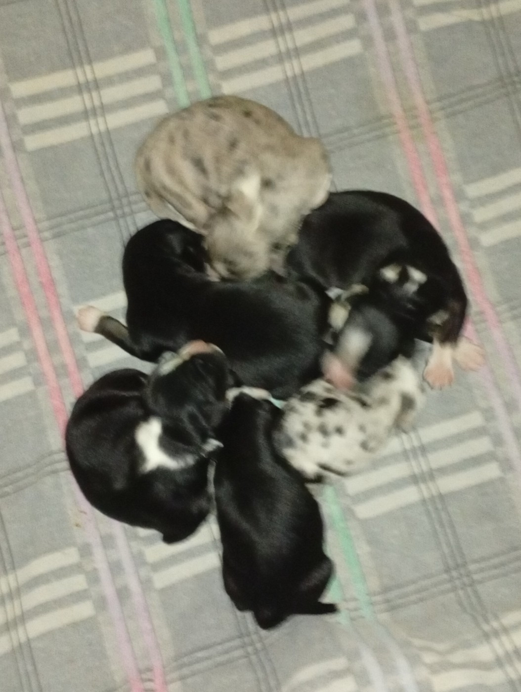 Chiot Berger Américain Miniature  Matata des Dunes