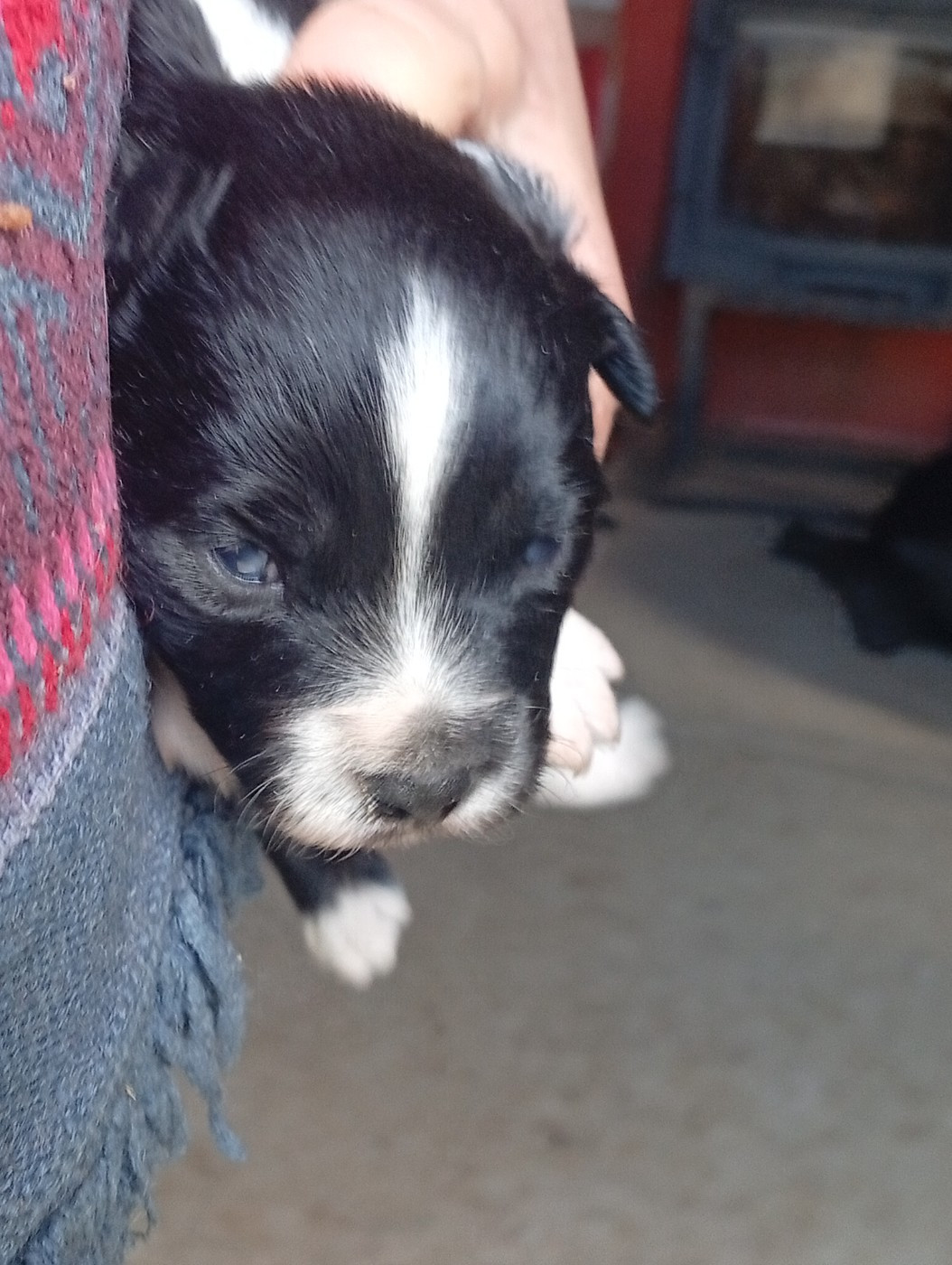 Matata des Dunes - Chiots disponibles - Berger Américain Miniature 