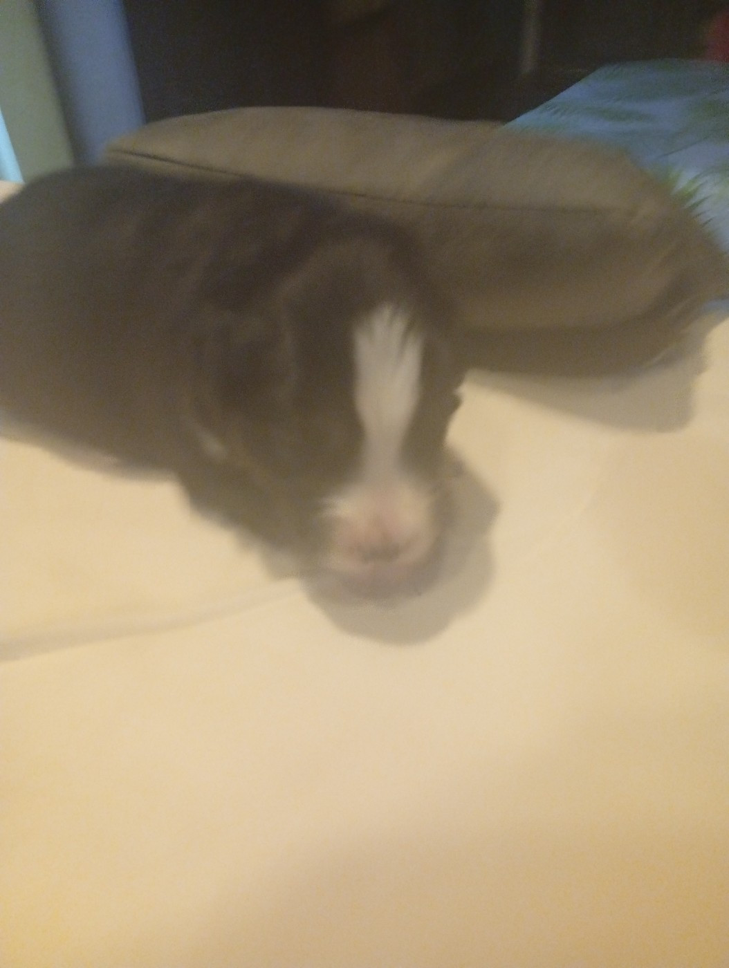 Matata des Dunes - Chiots disponibles - Berger Américain Miniature 