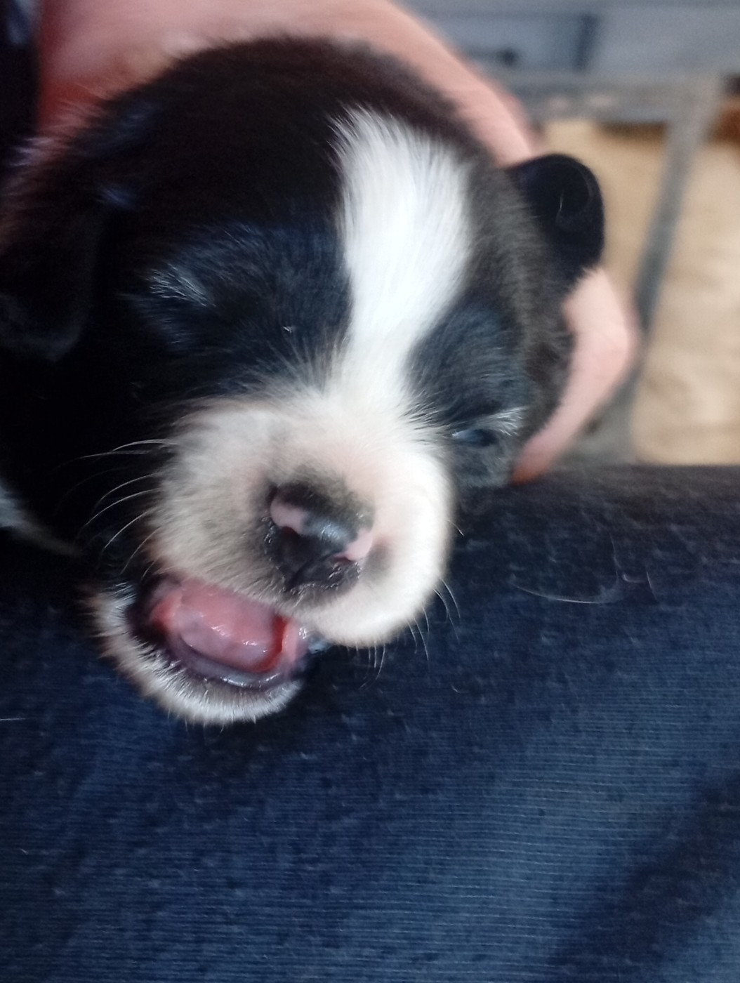 Matata des Dunes - Chiots disponibles - Berger Américain Miniature 