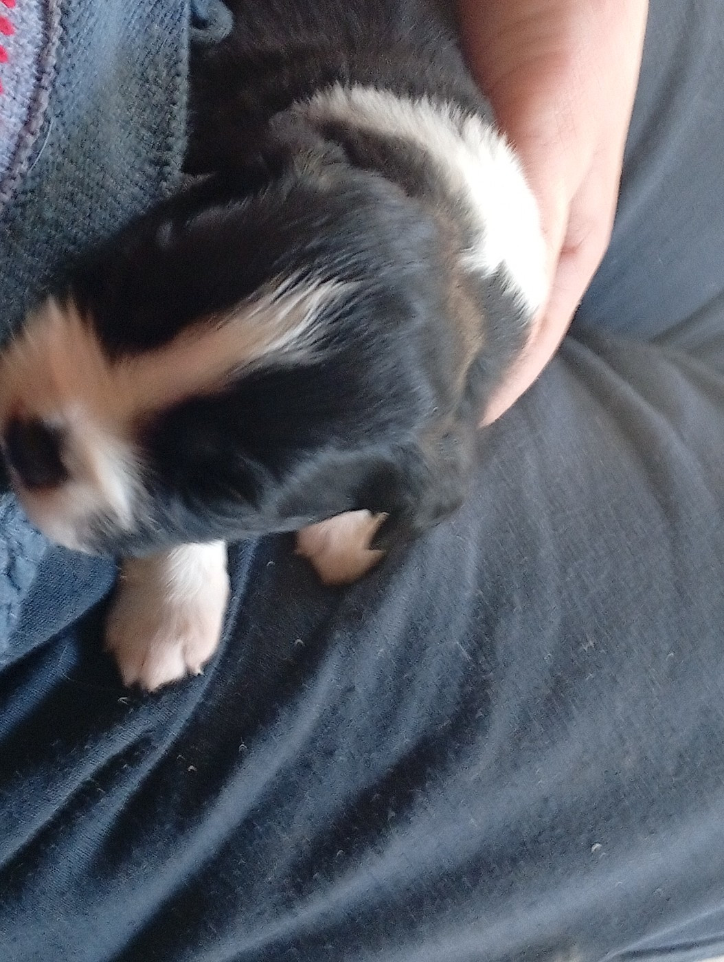 Matata des Dunes - Chiots disponibles - Berger Américain Miniature 