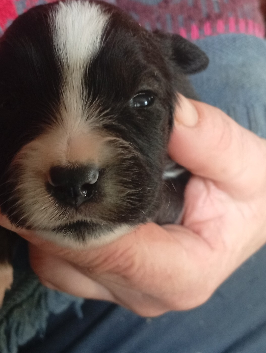 Matata des Dunes - Chiots disponibles - Berger Américain Miniature 