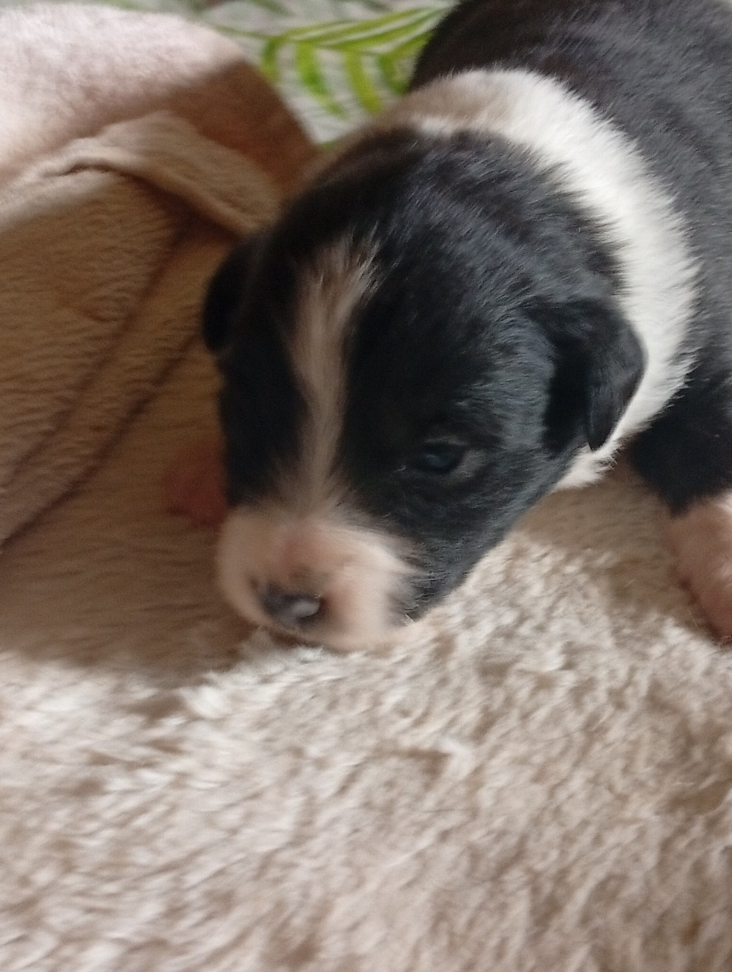 Matata des Dunes - Chiots disponibles - Berger Américain Miniature 