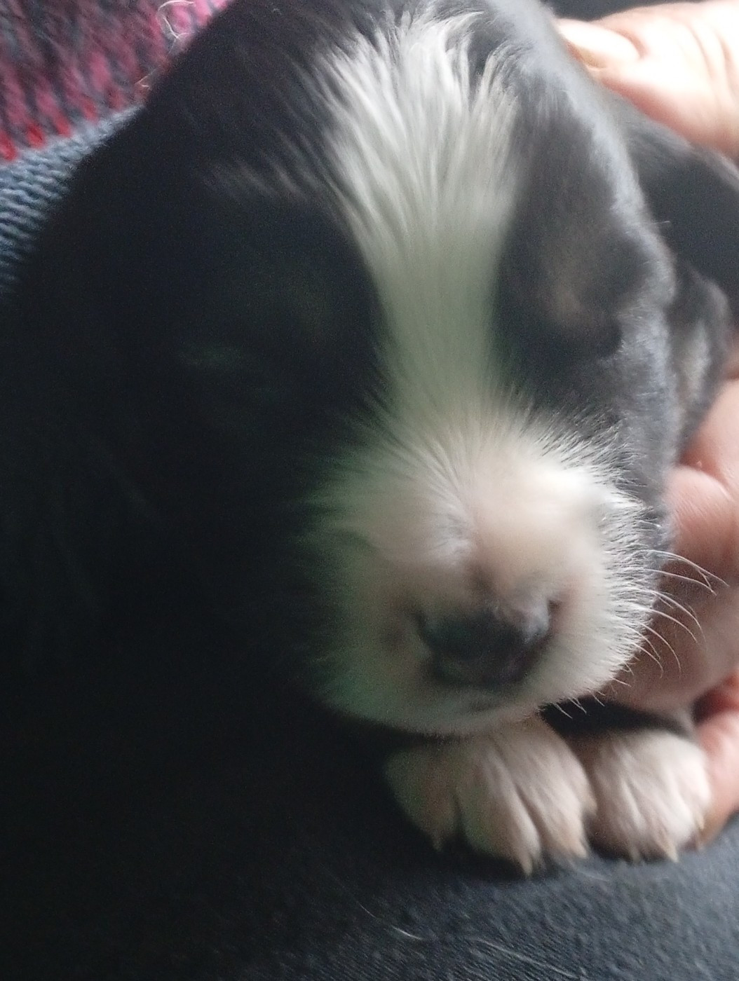 Matata des Dunes - Chiots disponibles - Berger Américain Miniature 