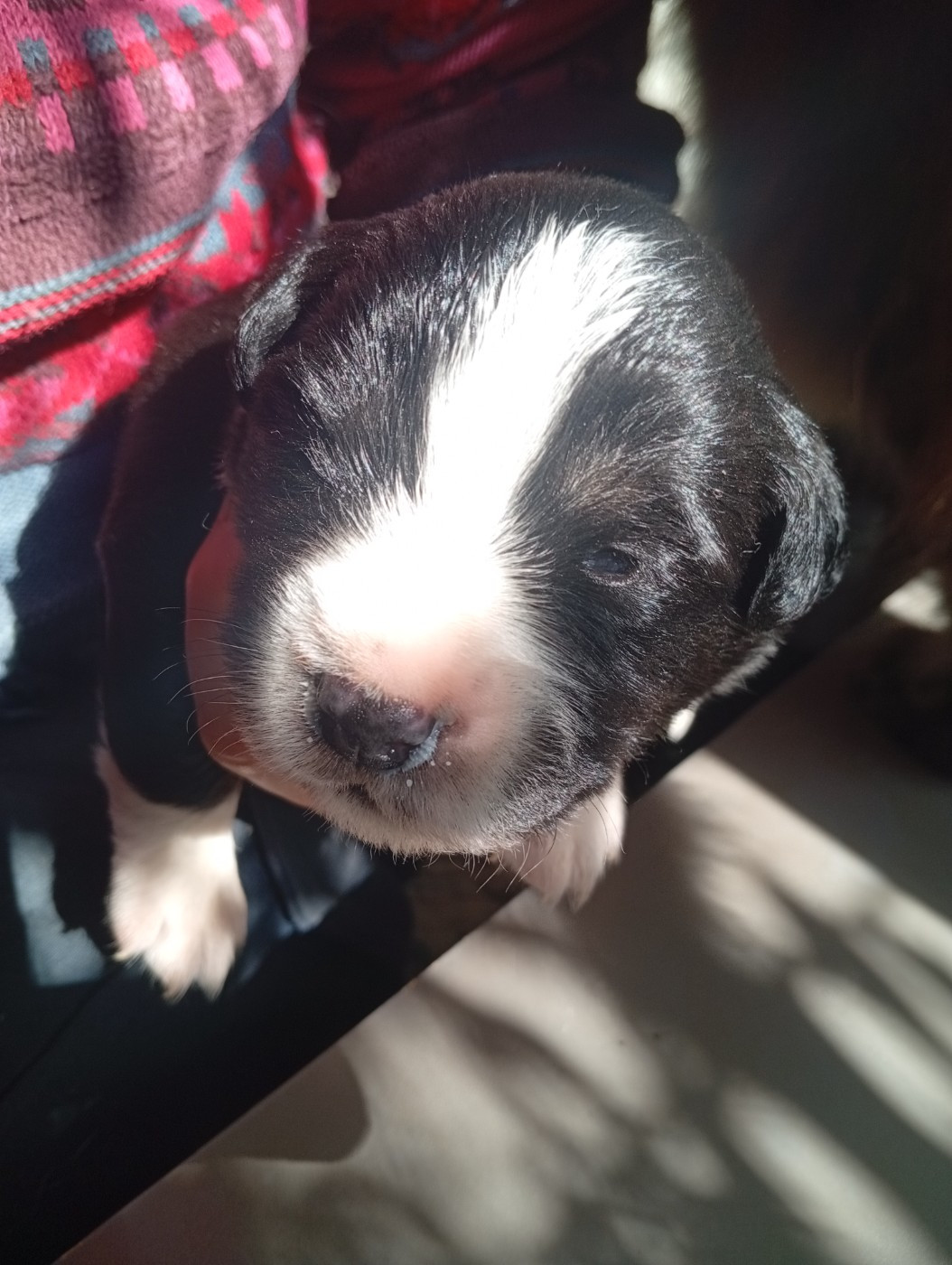 Matata des Dunes - Chiots disponibles - Berger Américain Miniature 